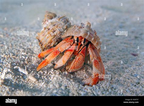 Land Hermit Crab Or Strawberry Land Hermit Crab Coenobita Perlatus At