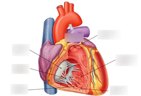 Right Ventricle Diagram Quizlet