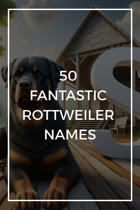 50 Fantastic Rottweiler Names in 2024 | Rottweiler names, Rottweiler, Names