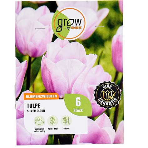 GROW by OBI Tulpen Blumenzwiebel Blasslila Silver Cloud 6 Stück