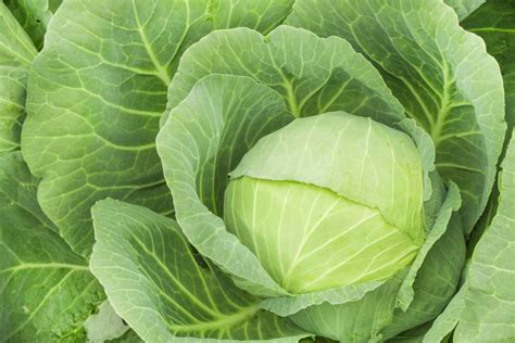 Cabbage Planting And Growing Guide Luv Garden