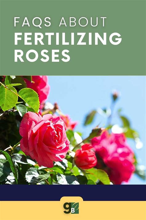 9 Best Rose Fertilizers — Gardening Herbs Plants And Product Reviews