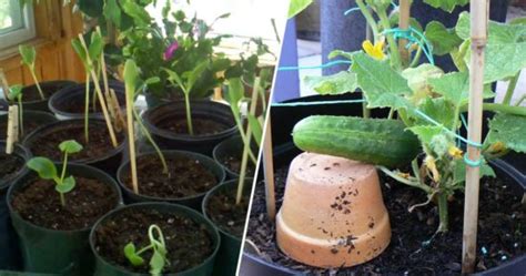 Grow Cucumbers in Pots with these easy tips - Gardening Channel