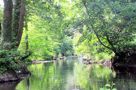 Bakgrundsbilder träd skog flod damm strömma djungel vattenväg