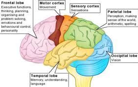 Motor & Sensory Cortex - Brain project