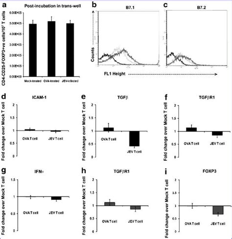 Increased Cd4 Cd25 And Foxp3 T Reg Induction And Molecular