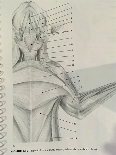 Cat Musculature Superficial Ventral View Diagram Quizlet