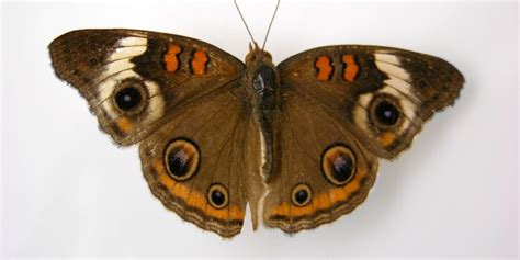 Buckeye Butterfly Spiritual Meaning (Symbolism to Know)