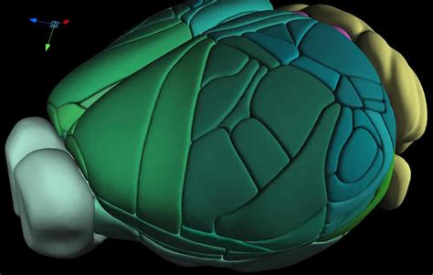Cientistas Criam Mapa Tridimensional Completo De C Rebro De Rato
