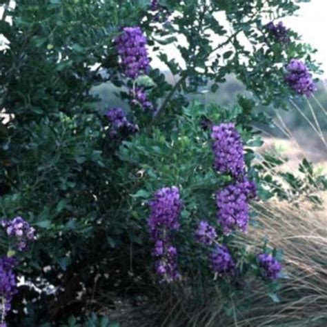 Texas Mountain Laurel | Star Nursery Garden and Rock Centers