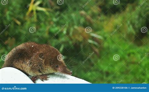 Common Shrew Or Eurasian Shrew Sorex Araneus Stock Photo Image Of