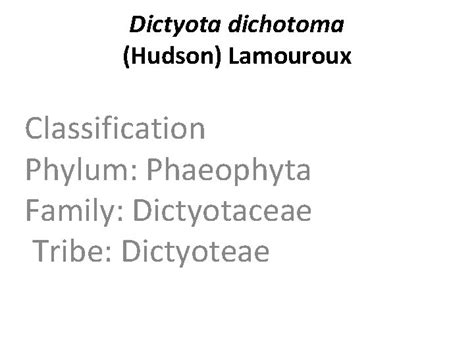 Dictyota dichotoma Hudson Lamouroux Classification Phylum Phaeophyta Family