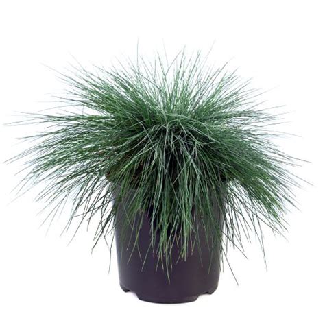 Grasses Assorted 2 Gal Glow Gardens Alberta