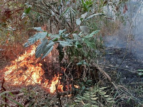 Inc Ndio Queima Hectares De Mata Nativa Em Apenas Um Dia Em Nova