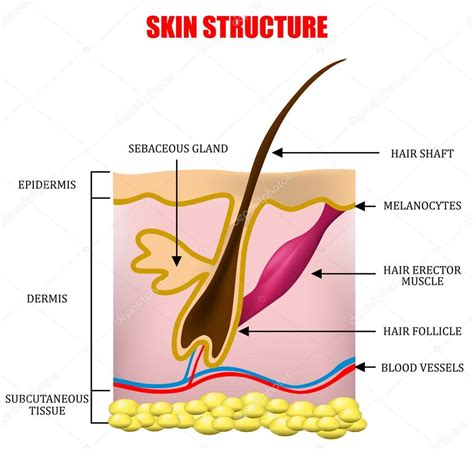 skin structure stock vector  clindwa