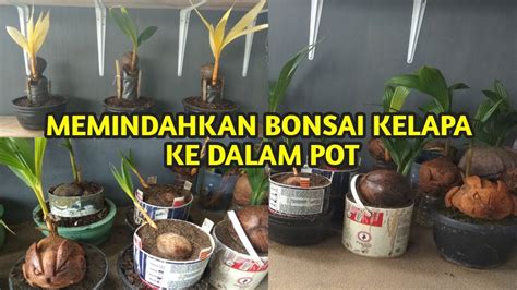 Bonsai Kelapa Dari Media Air Pindah Ke Media Tanah Untuk Pemula