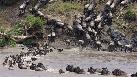 Mara River Crossing - Atlas Obscura