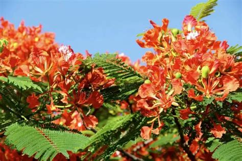 DELONIX REGIA Arbre De Feu Flamboyant Royal Poinciana 10 Graines