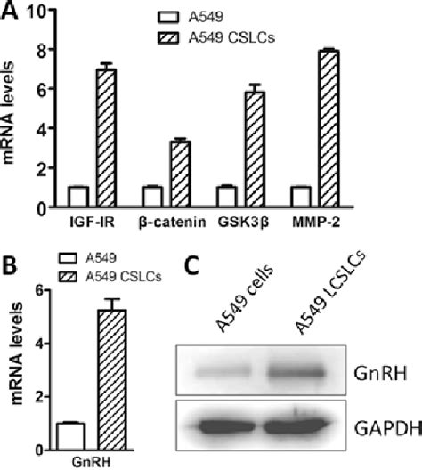 Figure 2 From Gnrh Participates In The Self Renewal Of A549 Derived