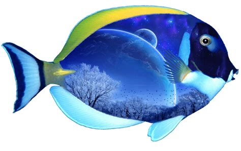 Fish PNG Transparent Images | PNG All