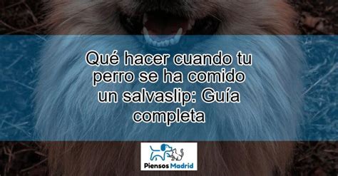 Qué hacer cuando tu perro se ha comido un salvaslip Guía completa