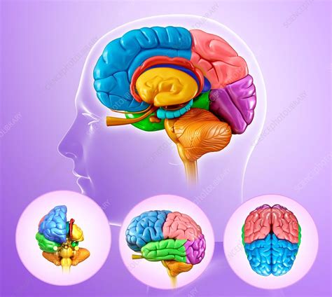 Human brain regions, illustration - Stock Image - F016/4892 - Science ...