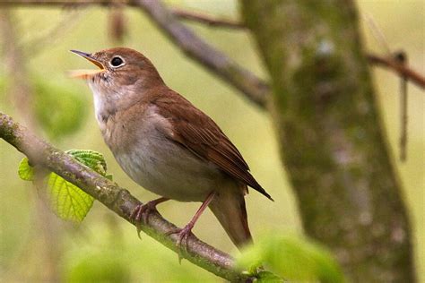 Nachtigall Bald Vom Aussterben Bedroht Naturschutz Ch