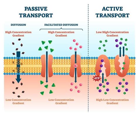 Active Passive Transport Vector Illustration. Labeled Educational Cell ...