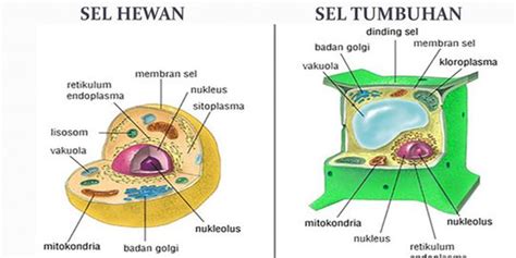 sel hewan dan sel tumbuhan memiliki perbedaan sebab sel hewan tidak memiliki - Isaac James