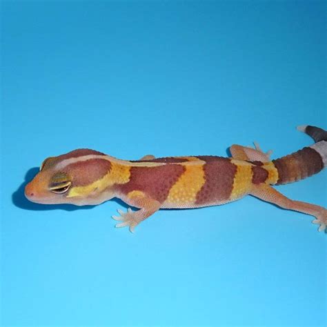 Tangerine Albino Leopard Gecko Adults