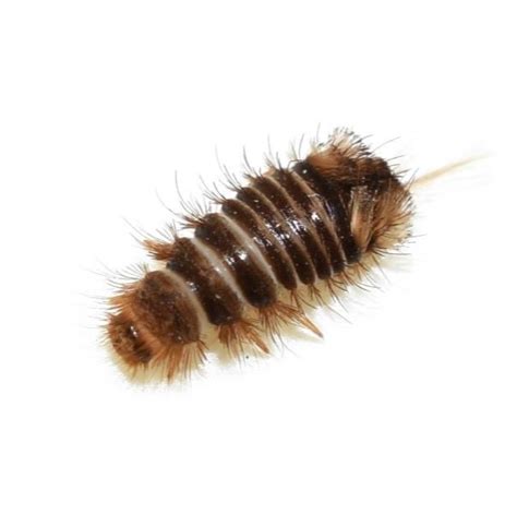 Varied Carpet Beetle Larvae Identification Habits Behavior Leo S