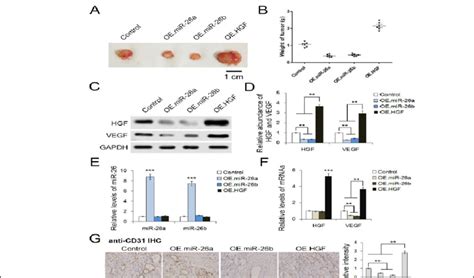 The MiR 26a B HGF VEGF Pathway Regulates Tumor Growth And Angiogenesis