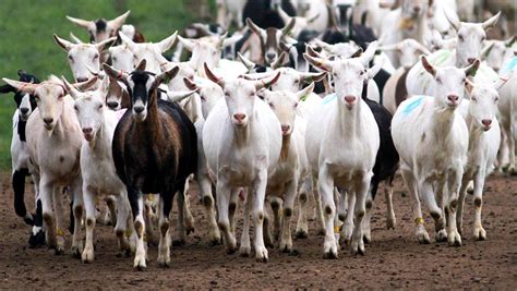 Advice For Maintaining Goat Herd Health Farmers Weekly