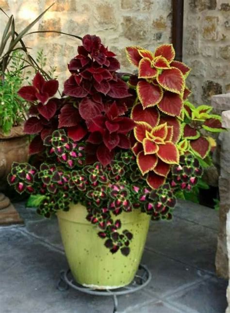 Beautiful Coleus Arrangement In Out Door Planter Coleus Care Tips