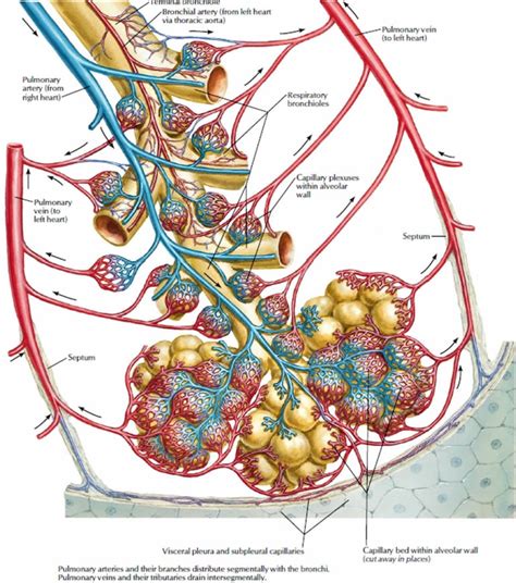 Pulmonary Vein Anatomy Function Location Ablation Stenosis And Thrombosis