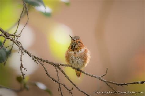 Puffed Up Rufous Hummingbird Selasphorus Rufus Alexander S Kunz