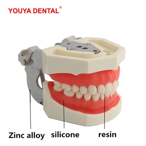 Mod Le De Dents Pour Formation Dentaire Test Et Avis