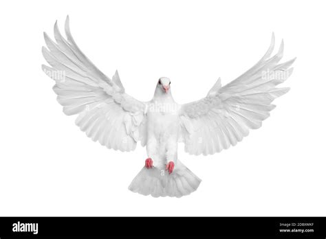 White Pigeon Flying Isolated Over White Background Stock Photo Alamy