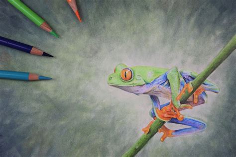 Frog Original Colour Pencil Illustration / Wildlife Art / Realism - Etsy