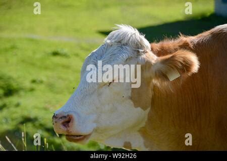 head of a young Simmental bull without horns joined by flies Stock Photo - Alamy