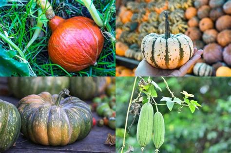 25 Exciting Types Of Squash To Grow In Your Garden