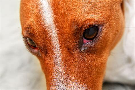 Why Are My Dog's Eyes Red? Reasons and Solutions | Animalia