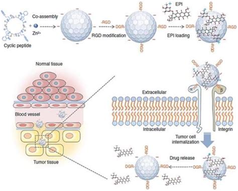 Alliance With Epr Effect Combined Strategies To Improve The Epr Effect