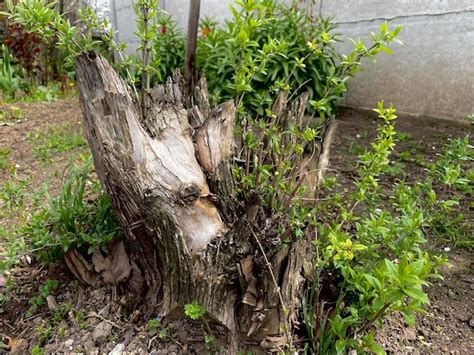 Un tocón de árbol con una planta que crece fuera de él Foto Premium