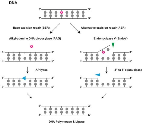 Endonuclease And Exonuclease Difference Exonuclease And Endonuclease