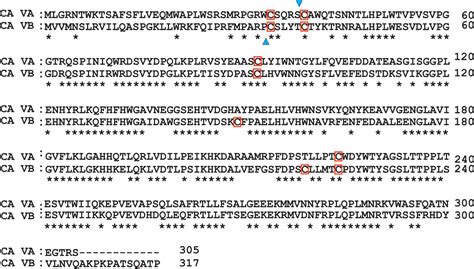 Mitochondrial Carbonic Anhydrase Va And Vb Properties And Roles In