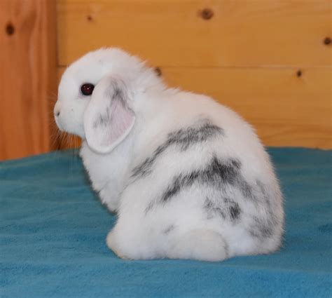 Holland Lop Color Chart Holland Lop Rabbit Colors Ohio Holland Lops