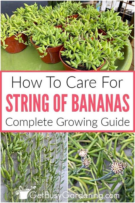 String Of Bananas Plant Care Guide How To Grow Curio Radicans