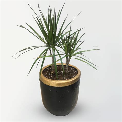 DRACAENA DRAGON TREE (INDOOR) – Plantology Lab