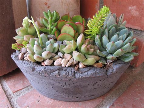 Oval Handcrafted Succulent Arrangement By Rotdcreations On Etsy